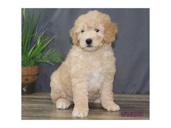 Goldendoodle Mini DOG Female Apricot 5415 Petland Montgomery, Alabama