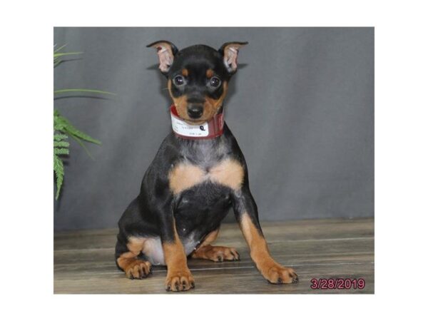 Miniature Pinscher-DOG-Female-Black / Tan-5416-Petland Montgomery, Alabama