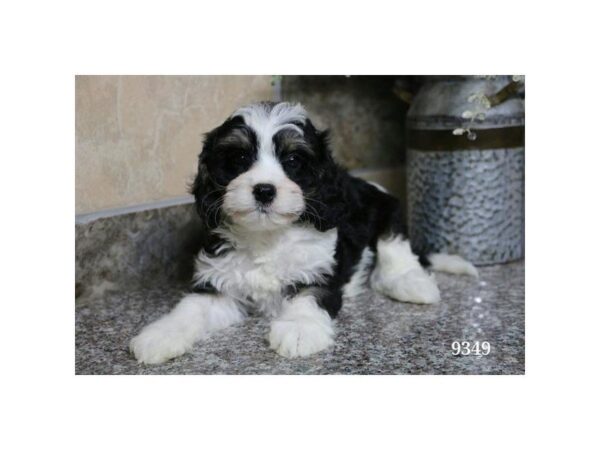 Cavalier King/Poodle DOG Male Black / White 5419 Petland Montgomery, Alabama