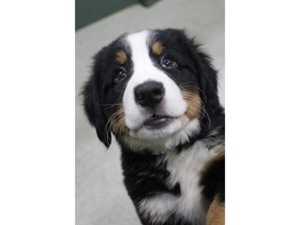 Bernese Mountain Dog-DOG-Female-Black Tan / White-5412-Petland Montgomery, Alabama