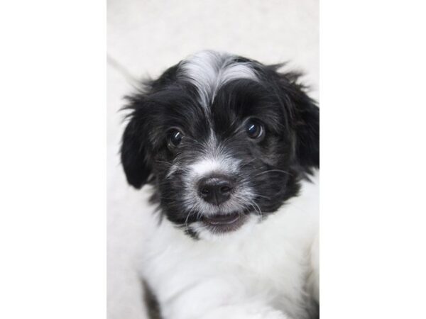 Havanese DOG Male Black / White 5418 Petland Montgomery, Alabama