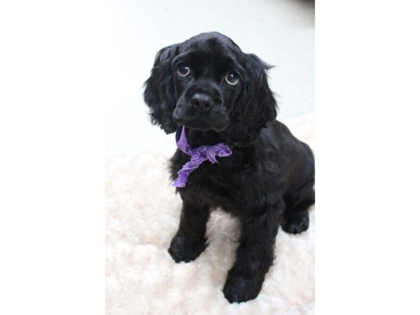 Cocker Spaniel DOG Female Black 5417 Petland Montgomery, Alabama