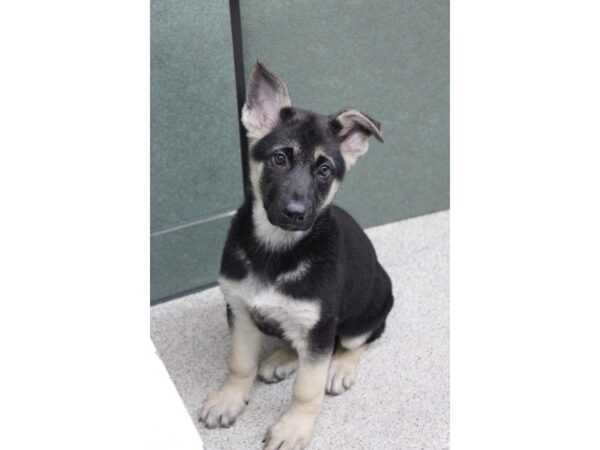 German Shepherd Dog-DOG-Female-Black / Tan-5413-Petland Montgomery, Alabama