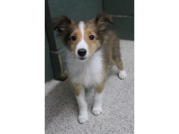 Shetland Sheepdog DOG Male Sable / White 5389 Petland Montgomery, Alabama