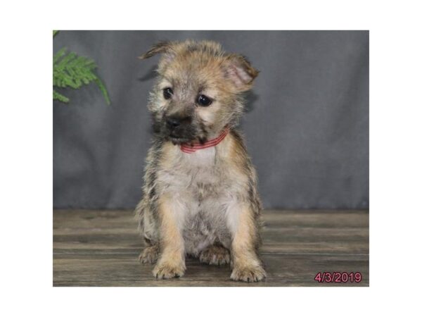 Cairn Terrier DOG Female Wheaten 5427 Petland Montgomery, Alabama