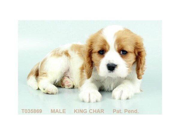 Cavalier King Charles-DOG-Male-BHEIM-5432-Petland Montgomery, Alabama