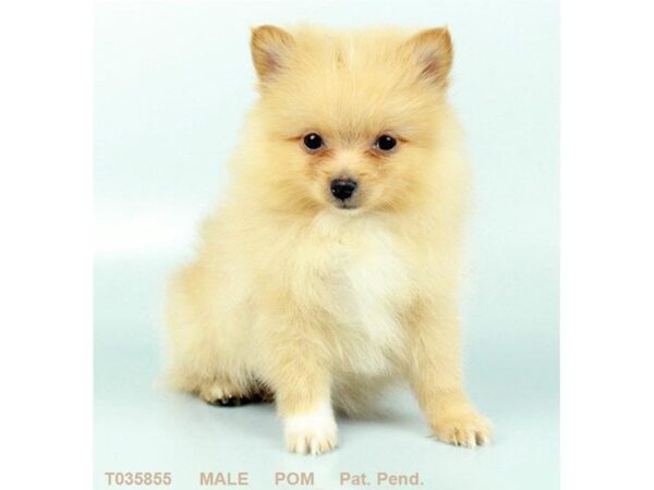 Pomeranian DOG Male ORG 5434 Petland Montgomery, Alabama