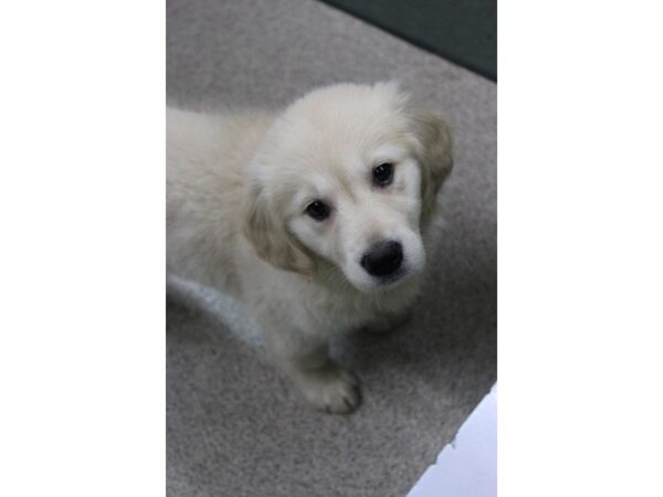 Golden Retriever DOG Female Cream 5420 Petland Montgomery, Alabama