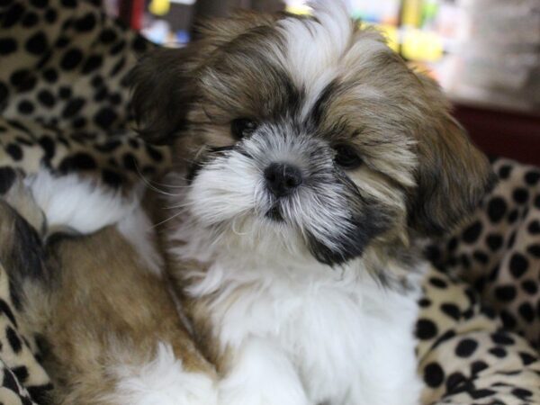 Shih Tzu DOG Male Red / White 5424 Petland Montgomery, Alabama