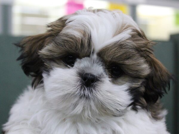 Shih Tzu DOG Female Gold / White 5423 Petland Montgomery, Alabama