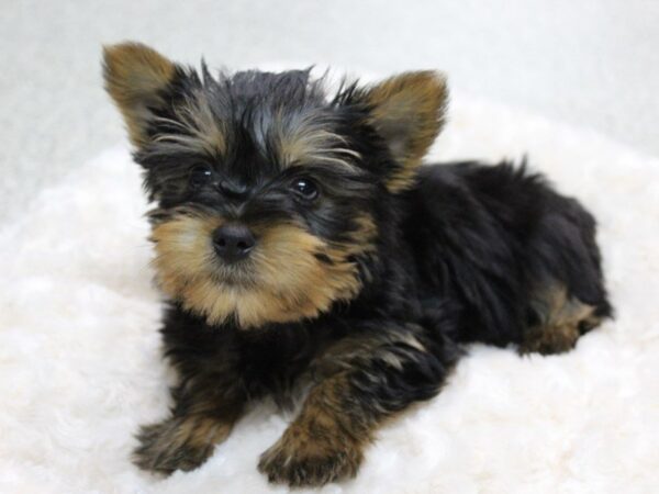 Silky Terrier DOG Male black and tan 5429 Petland Montgomery, Alabama