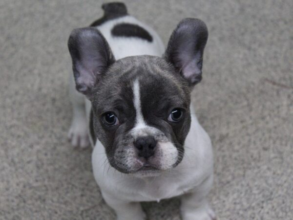 French Bulldog DOG Male White / Blue 5426 Petland Montgomery, Alabama