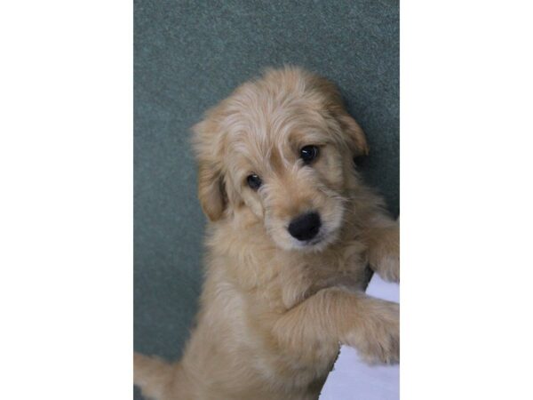 Mini Goldendoodle-DOG-Male-golden-5435-Petland Montgomery, Alabama