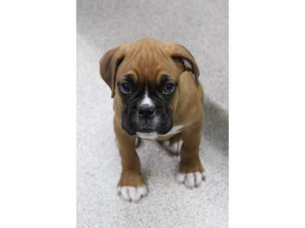 Boxer DOG Male Fawn / White 5428 Petland Montgomery, Alabama