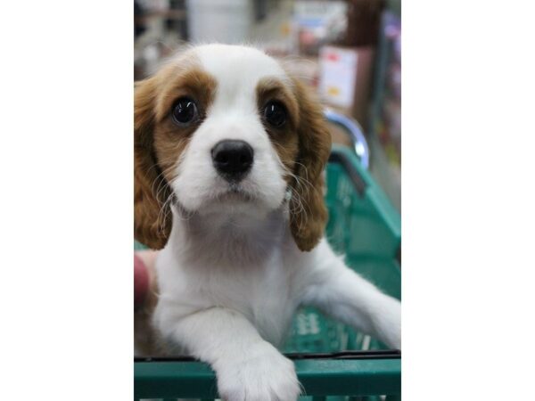 Cavalier King Charles-DOG-Male-BHEIM-5433-Petland Montgomery, Alabama