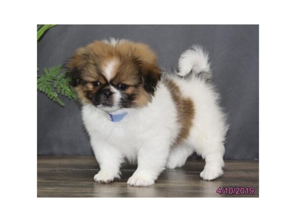 Pekingese DOG Female Brown / White 5436 Petland Montgomery, Alabama