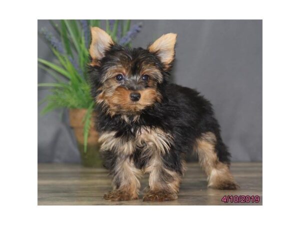 Yorkshire Terrier DOG Male Black / Gold 5437 Petland Montgomery, Alabama