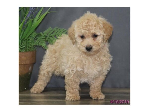 Poodle DOG Female Apricot 5441 Petland Montgomery, Alabama