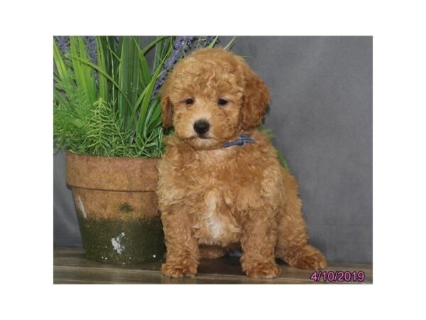 Poodle DOG Male Red / White 5442 Petland Montgomery, Alabama