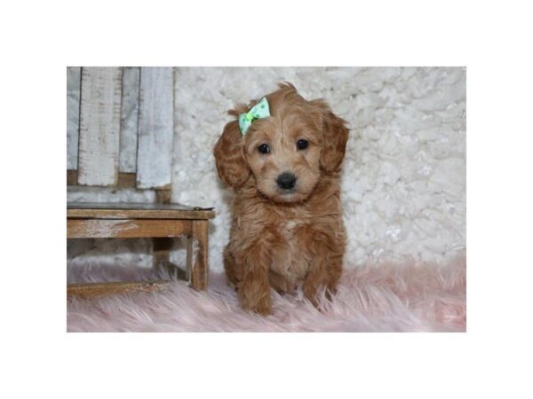 Goldendoodle Mini DOG Female Red 5443 Petland Montgomery, Alabama