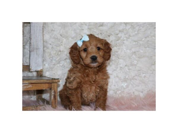 Goldendoodle Mini DOG Female Red 5444 Petland Montgomery, Alabama