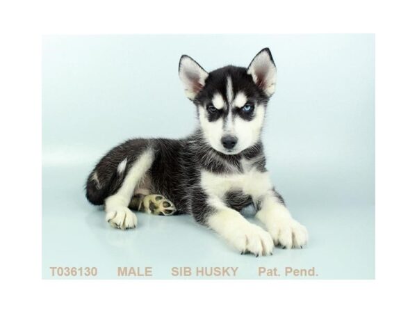 Siberian Husky DOG Male Black / White 5446 Petland Montgomery, Alabama