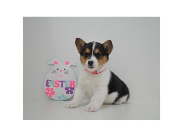 Pembroke Welsh Corgi DOG Female Black White / Tan 5445 Petland Montgomery, Alabama