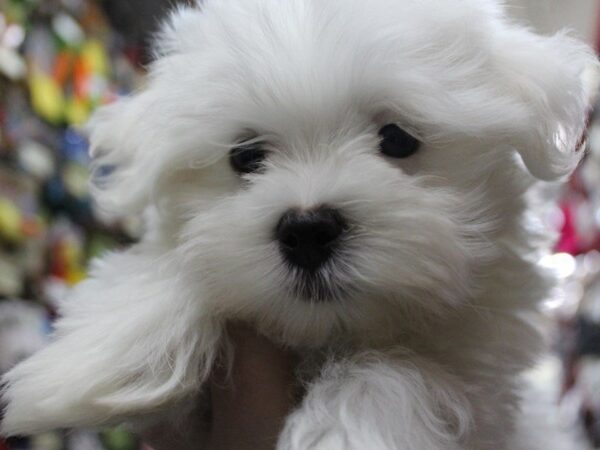 Maltese DOG Male White 5439 Petland Montgomery, Alabama