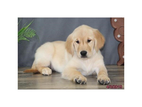 Golden Retriever-DOG-Female-Golden-5449-Petland Montgomery, Alabama