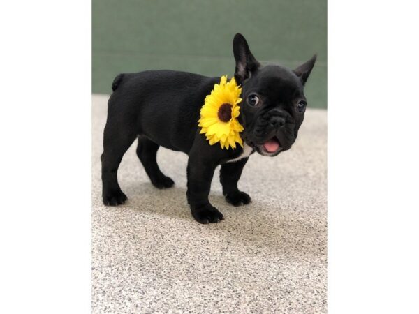 French Bulldog DOG Female Brindle 5440 Petland Montgomery, Alabama