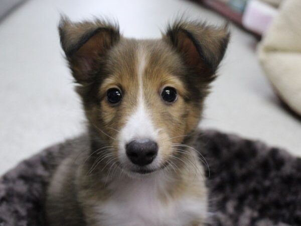 Sheltie DOG Male Sable and White 5460 Petland Montgomery, Alabama