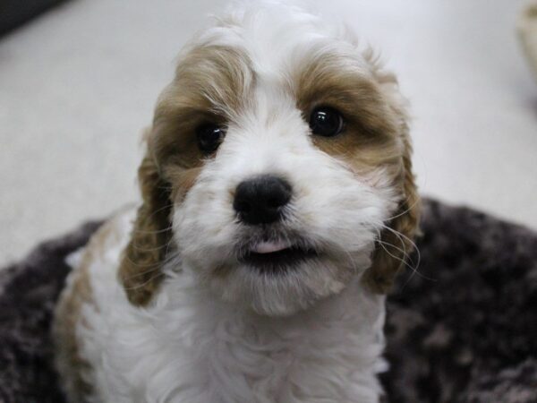 Cava Poo-DOG-Male-blenheim-5456-Petland Montgomery, Alabama