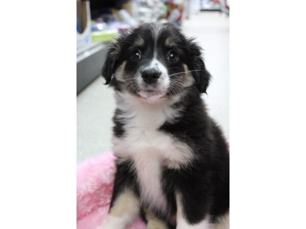 Mini Aussie DOG Female Black 5459 Petland Montgomery, Alabama