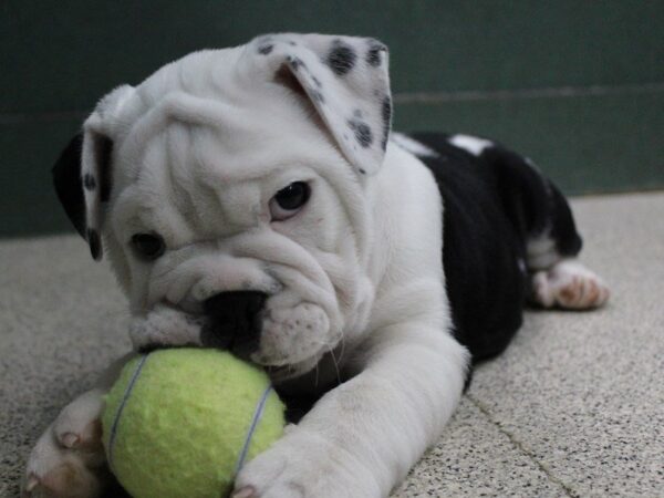 English Bulldog-DOG-Male-Black and White-5451-Petland Montgomery, Alabama