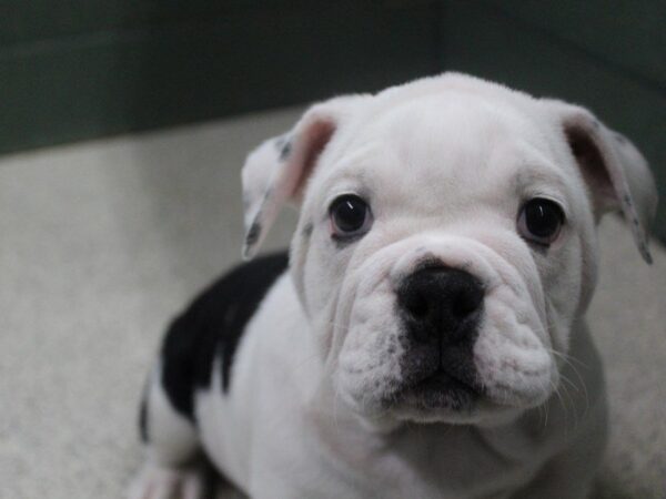 English Bulldog DOG Female Black and White 5452 Petland Montgomery, Alabama