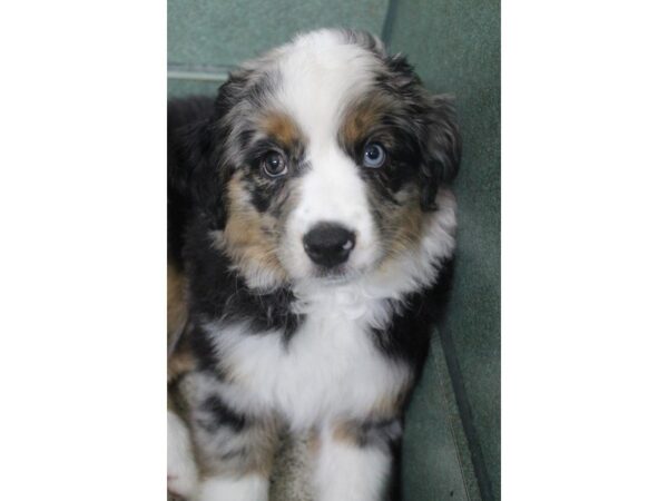 Mini Aussie DOG Male Blue Merle 5458 Petland Montgomery, Alabama