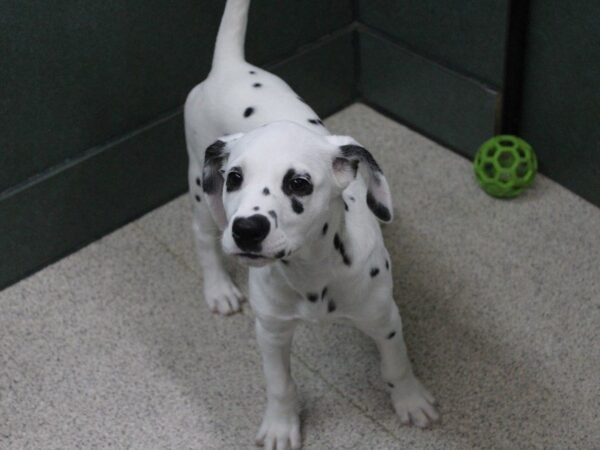 Dalmatian-DOG-Female-White and Black-5453-Petland Montgomery, Alabama