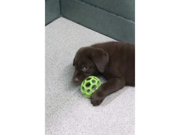 Labrador Retriever DOG Male Chocolate 5455 Petland Montgomery, Alabama