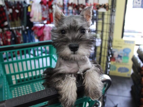 Miniature Schnauzer DOG Female Salt / Pepper 5447 Petland Montgomery, Alabama