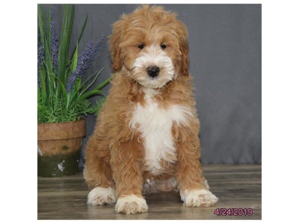 Goldendoodle 2nd Gen DOG Male Apricot 5463 Petland Montgomery, Alabama