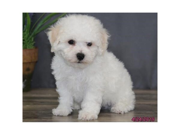 Bichon Frise DOG Male White 5464 Petland Montgomery, Alabama