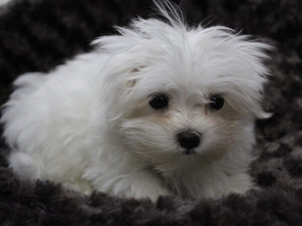 Maltese DOG Male White 5461 Petland Montgomery, Alabama