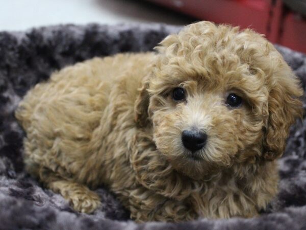 Miniature Poodle DOG Male RED 5467 Petland Montgomery, Alabama