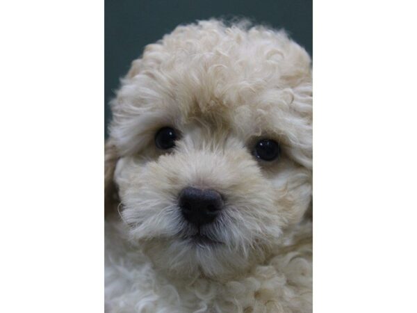 Miniature Poodle-DOG-Male-CREAM-5468-Petland Montgomery, Alabama
