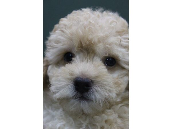 Miniature Poodle DOG Male CREAM 5468 Petland Montgomery, Alabama