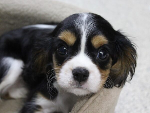 Cavalier King Charles Spaniel-DOG-Male-TRI-5465-Petland Montgomery, Alabama