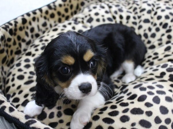 Cavalier King Charles Spaniel DOG Female TRI 5466 Petland Montgomery, Alabama