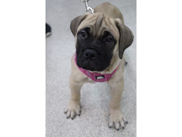 Bullmastiff DOG Female Fawn 5462 Petland Montgomery, Alabama