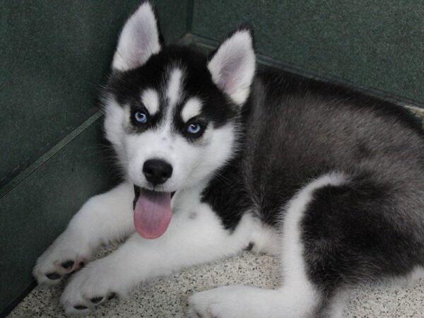 Siberian Husky-DOG-Male-Black and White-5470-Petland Montgomery, Alabama