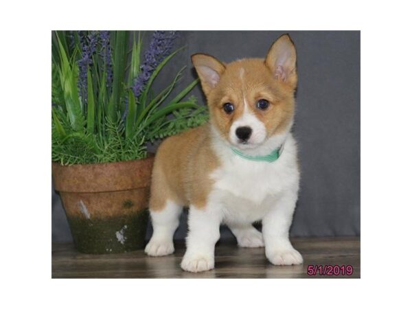 Pembroke Welsh Corgi DOG Female Red / White 5475 Petland Montgomery, Alabama